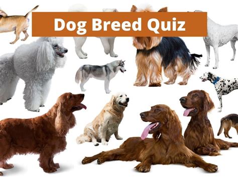 Dog breeds test. Things To Know About Dog breeds test. 